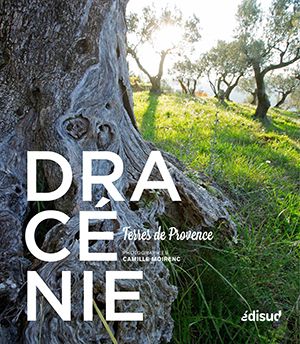 Dracénie Terres de Provence